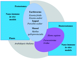 Graphical abstract: Probing the immune responses to nanoparticles across environmental species. A perspective of the EU Horizon 2020 project PANDORA