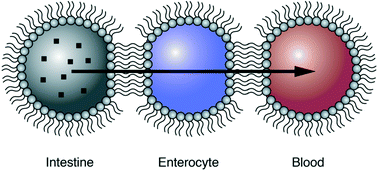 Graphical abstract: A bespoke microfluidic pharmacokinetic compartment model for drug absorption using artificial cell membranes