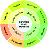 Graphical abstract: Biomimetic hybrid membrane-based nanoplatforms: synthesis, properties and biomedical applications