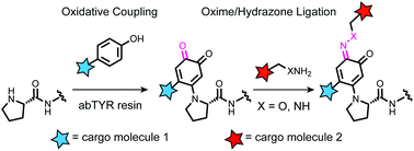 Graphical abstract: Secondary modification of oxidatively-modified proline N-termini for the construction of complex bioconjugates