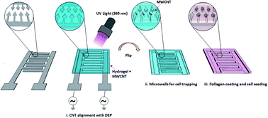 Graphical abstract: Guiding neural extensions of PC12 cells on carbon nanotube tracks dielectrophoretically formed in poly(ethylene glycol) dimethacrylate