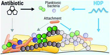 Graphical abstract: Antibiofilm peptides: overcoming biofilm-related treatment failure