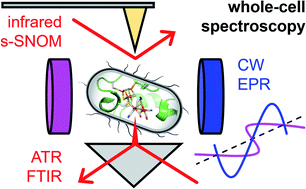 Graphical abstract: Spectroscopic investigations under whole-cell conditions provide new insight into the metal hydride chemistry of [FeFe]-hydrogenase