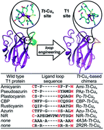 Graphical abstract: CuA-based chimeric T1 copper sites allow for independent modulation of reorganization energy and reduction potential