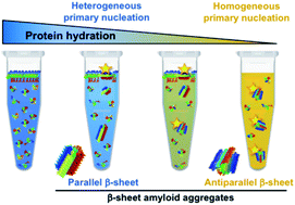 Graphical abstract: The extent of protein hydration dictates the preference for heterogeneous or homogeneous nucleation generating either parallel or antiparallel β-sheet α-synuclein aggregates