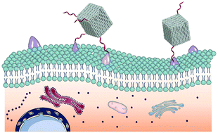 Graphical abstract: Regulation of cell binding and entry by DNA origami mediated spatial distribution of aptamers