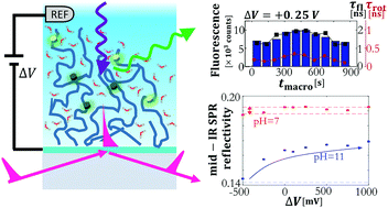 Graphical abstract: Multimodal spectroscopic investigation of the conformation and local environment of biomolecules at an electrified interface