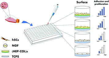 Graphical abstract: Real-time monitoring of human Schwann cells on heparin-collagen coatings reveals enhanced adhesion and growth factor response