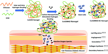 Graphical abstract: Carbon nanodot decorated acellular dermal matrix hydrogel augments chronic wound closure