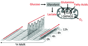 Graphical abstract: Live monitoring of cellular metabolism and mitochondrial respiration in 3D cell culture system using NMR spectroscopy