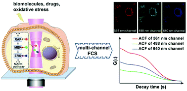 Graphical abstract: Simultaneously monitoring endogenous MAPK members in single living cells by multi-channel fluorescence correlation spectroscopy