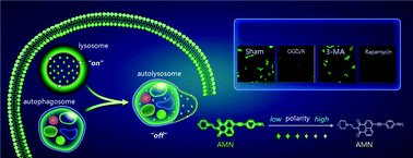 Graphical abstract: An ultrasensitive polarity-specific two-photon probe for revealing autophagy in live cells during scrap leather-induced neuroinflammation process