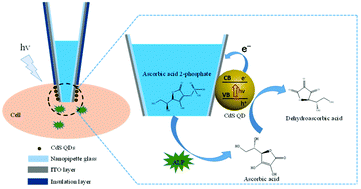 Graphical abstract: Photoelectrochemical analysis of the alkaline phosphatase activity in single living cells