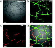 Graphical abstract: Fluorescent visualization of oil displacement in a microfluidic device for enhanced oil recovery applications