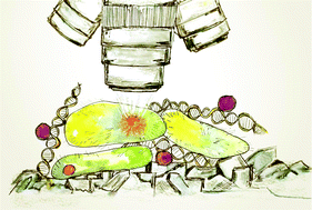 Graphical abstract: Spatially resolved Eu(iii) environments by chemical microscopy