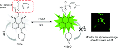 Graphical abstract: A redox reversible endoplasmic reticulum-targeted fluorescent probe for revealing the redox status of living cells