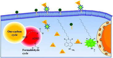 Graphical abstract: A novel cell membrane-targeting fluorescent probe for imaging endogenous/exogenous formaldehyde in live cells and zebrafish