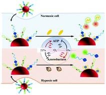 Graphical abstract: Visualization of O2/ATP cross-talk in living cells with a smart fluorescent nanoprobe