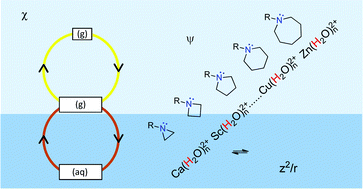 Graphical abstract: Acid and base strength variations: rationalization for cyclic amine bases and acidic aqua cations