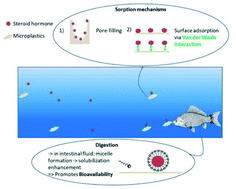 Graphical abstract: Adsorption of progesterone onto microplastics and its desorption in simulated gastric and intestinal fluids