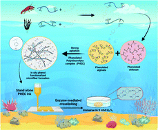 Graphical abstract: Synergistic complexation of phenol functionalized polymer induced in situ microfiber formation for 3D printing of marine-based hydrogels