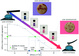 Graphical abstract: A plasmon-based nanoruler to probe the mechanical properties of synthetic and biogenic nanosized lipid vesicles