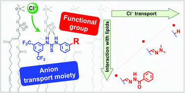 Graphical abstract: Hydrazones in anion transporters: the detrimental effect of a second binding site