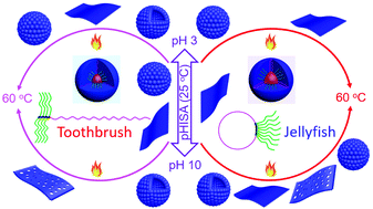 Graphical abstract: Multi-tunable aggregation behaviors of thermo/pH-responsive toothbrush-like and jellyfish-like copolymers