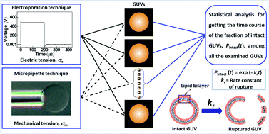 Graphical abstract: Recent developments in the kinetics of ruptures of giant vesicles under constant tension