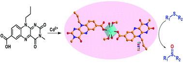 Graphical abstract: Modulating catalytic activity of a modified flavin analogue via judicially positioned metal ion toward aerobic sulphoxidation