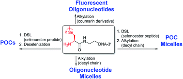 Graphical abstract: Generation of oligonucleotide conjugates via one-pot diselenide-selenoester ligation–deselenization/alkylation