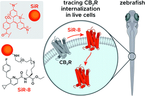 Graphical abstract: Detection of cannabinoid receptor type 2 in native cells and zebrafish with a highly potent, cell-permeable fluorescent probe