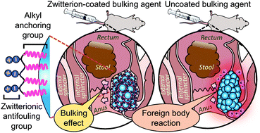 Graphical abstract: Preclinical testing of an anal bulking agent coated with a zwitterionic polymer in a fecal incontinence rat model