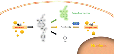Graphical abstract: Design strategy for an analyte-compensated fluorescent probe to reduce its toxicity