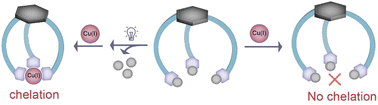 Graphical abstract: Optochemical control of Cu(i) homeostasis in mammalian cells