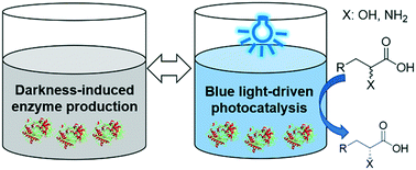 Graphical abstract: A light-controlled biocatalytic system for precise regulation of enzymatic decarboxylation