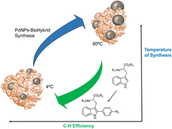 Graphical abstract: Temperature-induced formation of Pd nanoparticles in heterogeneous nanobiohybrids: application in C–H activation catalysis