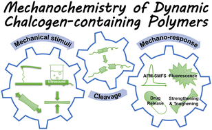 Graphical abstract: Mechanochemistry of dynamic chalcogen-containing polymers: a minireview