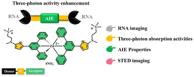 Graphical abstract: Lighting up RNA-specific multi-photon and super-resolution imaging using a novel zinc complex