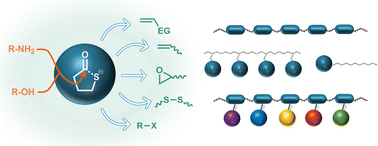 Graphical abstract: Thiolactone chemistry, a versatile platform for macromolecular engineering