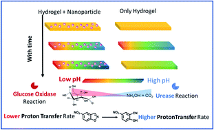 Graphical abstract: Perpetuating enzymatically induced spatiotemporal pH and catalytic heterogeneity of a hydrogel by nanoparticles