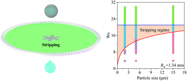 Graphical abstract: Effect of particle size on the stripping dynamics during impact of liquid marbles onto a liquid film