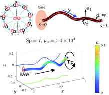 Graphical abstract: Self-sustained three-dimensional beating of a model eukaryotic flagellum