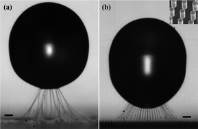 Graphical abstract: Direct imaging of polymer filaments pulled from rebounding drops