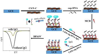 Graphical abstract: Biosensors based on DNA-functionalized CdTe quantum dots for the enhanced electrochemical detection of human-IgG