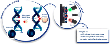 Graphical abstract: A comprehensive review of Dynamic Chemical Labelling on Luminex xMAP technology: a journey towards Drug-Induced Liver Injury testing