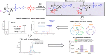 Graphical abstract: Mass filtering combined with photochemical derivatization enables high throughput mass spectrometric analysis of unsaturated phosphatidylcholine isomers