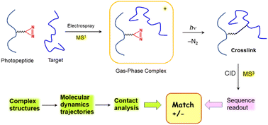 Graphical abstract: Covalent crosslinking in gas-phase biomolecular ions. An account and perspective