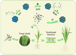 Graphical abstract: A dual pesticide–fertilizer silicon-base nanocomposite to synergistically control fungal disease and provide nutrition