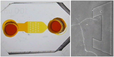 Graphical abstract: AMF-SporeChip provides new insights into arbuscular mycorrhizal fungal asymbiotic hyphal growth dynamics at the cellular level